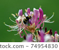 Bumblebee collects nectar from the flower  74954830