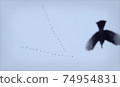Birds in the sky  74954831