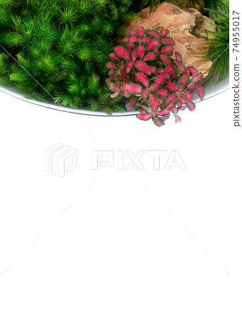 苔蘚盆景 74955017
