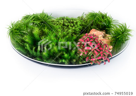 苔蘚盆景 74955019