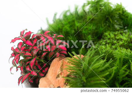 苔蘚盆景 苔蘚盆景 74955062