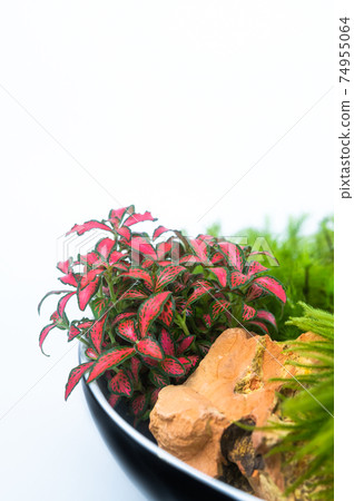 Moss bonsai 74955064