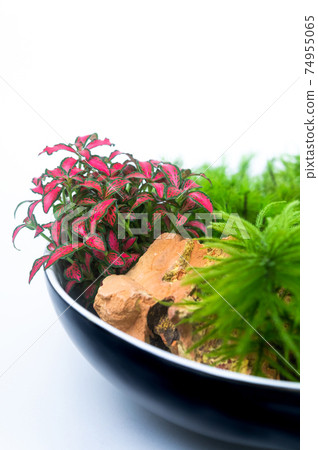 苔蘚盆景 苔蘚盆景 74955065
