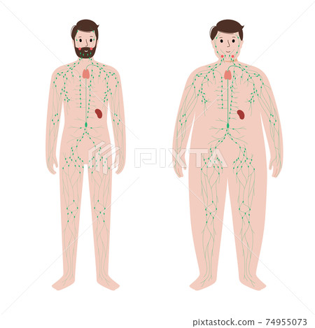 Lymphatic system in obese body Lymphatic system in obese body 74955073