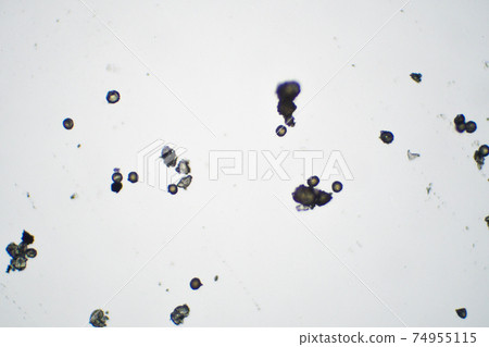Dust scattered in the atmosphere as seen under a microscope 74955115