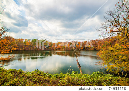 世界遺產白神山的秋天,秋葉的十二個湖,越口池 世界遺產白神山的秋天,秋葉的十二個湖,越口池 74955258