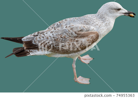 Dove with a piece of bread in its beak on an aqua background 74955363