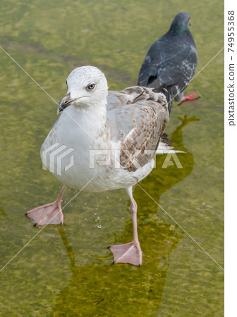 Seagull walking along the embankment on a rainy day 74955368