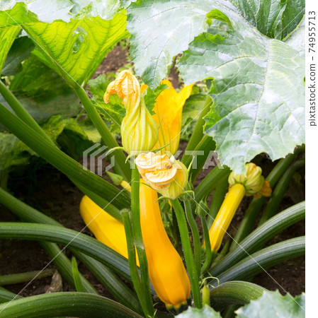 Zucchini plant. Zucchini with flower and fruit in field. Zucchini plant. Zucchini with flower and fruit in field. 74955713