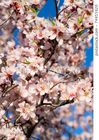 almond tree bloom almond tree bloom 74955920
