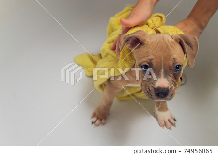 American Bully bathing, Pitbull, dog cleaning, dog wet a bath yellow towel. 74956065