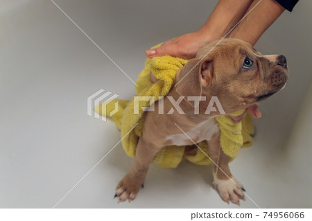 American Bully bathing, Pitbull, dog cleaning, dog wet a bath yellow towel. American Bully bathing, Pitbull, dog cleaning, dog wet a bath yellow towel. 74956066