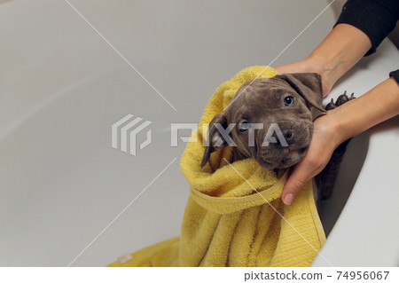 American Bully bathing, Pitbull, dog cleaning, dog wet a bath yellow towel. American Bully bathing, Pitbull, dog cleaning, dog wet a bath yellow towel. 74956067