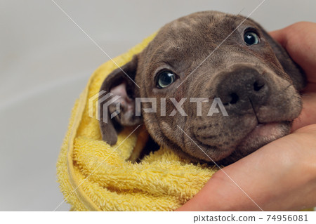 American Bully bathing, Pitbull, dog cleaning, dog wet a bath yellow towel. American Bully bathing, Pitbull, dog cleaning, dog wet a bath yellow towel. 74956081
