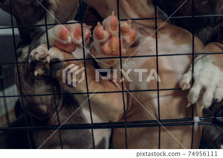 pitbull puppies inside a cage in a shelter. pitbull puppies inside a cage in a shelter. 74956111
