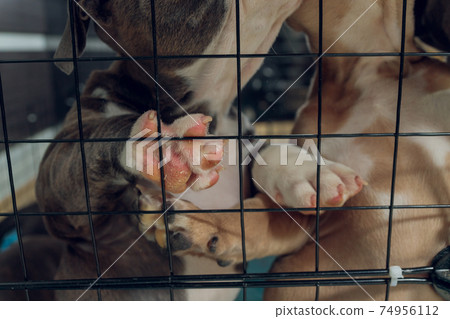 pitbull puppies inside a cage in a shelter. 74956112