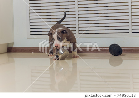 Mystified blue American Bully puppy curiously walking forward with its mouth. Mystified blue American Bully puppy curiously walking forward with its mouth. 74956118