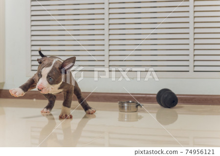 Mystified blue American Bully puppy curiously walking forward with its mouth. Mystified blue American Bully puppy curiously walking forward with its mouth. 74956121