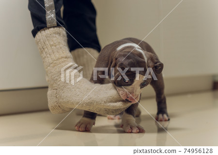 Mystified blue American Bully puppy curiously walking forward with its mouth. Mystified blue American Bully puppy curiously walking forward with its mouth. 74956128