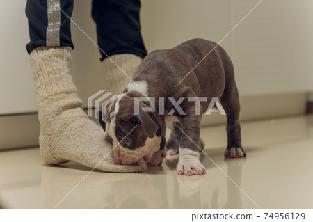 Mystified blue American Bully puppy curiously walking forward with its mouth. 74956129