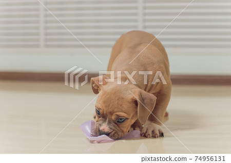 Mystified blue American Bully puppy curiously walking forward with its mouth. Mystified blue American Bully puppy curiously walking forward with its mouth. 74956131