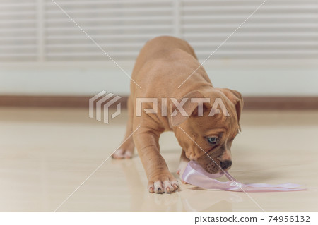 Mystified blue American Bully puppy curiously walking forward with its mouth. Mystified blue American Bully puppy curiously walking forward with its mouth. 74956132