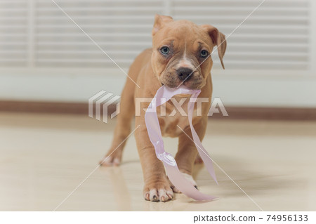 Mystified blue American Bully puppy curiously walking forward with its mouth. Mystified blue American Bully puppy curiously walking forward with its mouth. 74956133