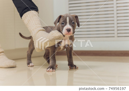 Mystified blue American Bully puppy curiously walking forward with its mouth. Mystified blue American Bully puppy curiously walking forward with its mouth. 74956197