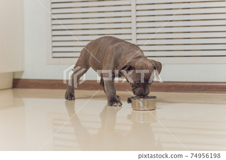 Mystified blue American Bully puppy curiously walking forward with its mouth. 74956198