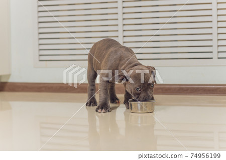 Mystified blue American Bully puppy curiously walking forward with its mouth. 74956199