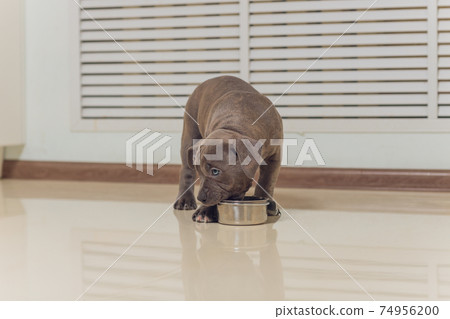 Mystified blue American Bully puppy curiously walking forward with its mouth. Mystified blue American Bully puppy curiously walking forward with its mouth. 74956200