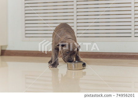 Mystified blue American Bully puppy curiously walking forward with its mouth. Mystified blue American Bully puppy curiously walking forward with its mouth. 74956201