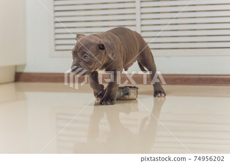 Mystified blue American Bully puppy curiously walking forward with its mouth. 74956202
