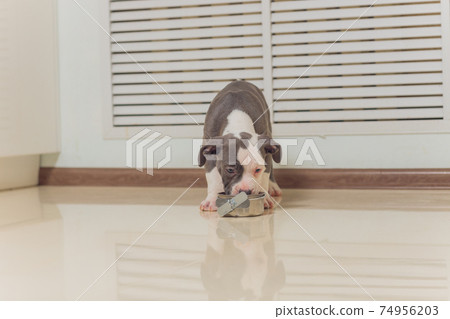 Mystified blue American Bully puppy curiously walking forward with its mouth. 74956203