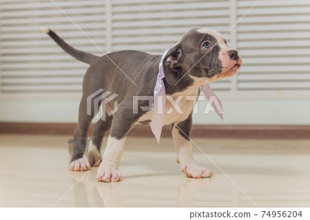 Mystified blue American Bully puppy curiously walking forward with its mouth. Mystified blue American Bully puppy curiously walking forward with its mouth. 74956204