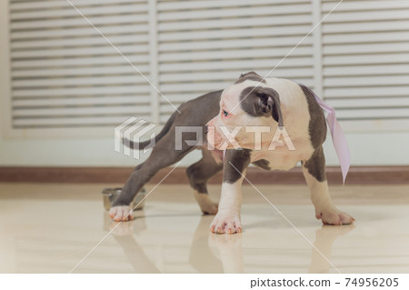 Mystified blue American Bully puppy curiously walking forward with its mouth. Mystified blue American Bully puppy curiously walking forward with its mouth. 74956205