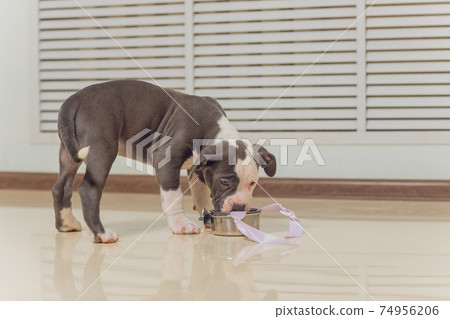 Mystified blue American Bully puppy curiously walking forward with its mouth. Mystified blue American Bully puppy curiously walking forward with its mouth. 74956206