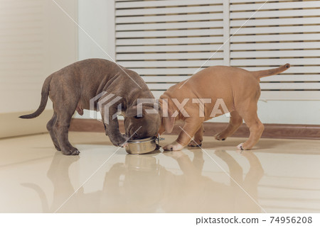 Mystified blue American Bully puppy curiously walking forward with its mouth. Mystified blue American Bully puppy curiously walking forward with its mouth. 74956208