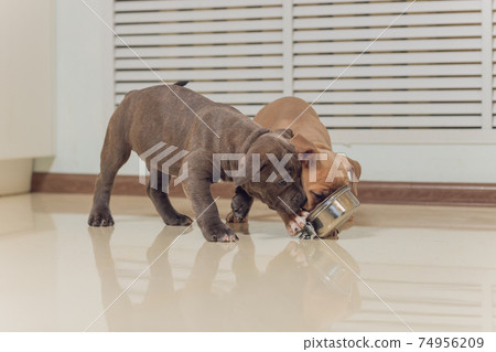 Mystified blue American Bully puppy curiously walking forward with its mouth. Mystified blue American Bully puppy curiously walking forward with its mouth. 74956209