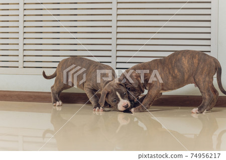 Mystified blue American Bully puppy curiously walking forward with its mouth. Mystified blue American Bully puppy curiously walking forward with its mouth. 74956217
