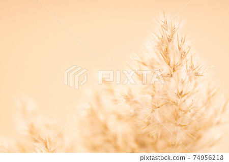 Beautiful beige dried flowers. Beautiful beige dried flowers. 74956218