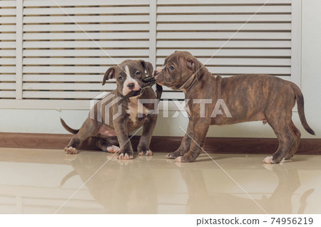 Mystified blue American Bully puppy curiously walking forward with its mouth. Mystified blue American Bully puppy curiously walking forward with its mouth. 74956219