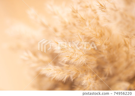 Beautiful beige dried flowers. Beautiful beige dried flowers. 74956220