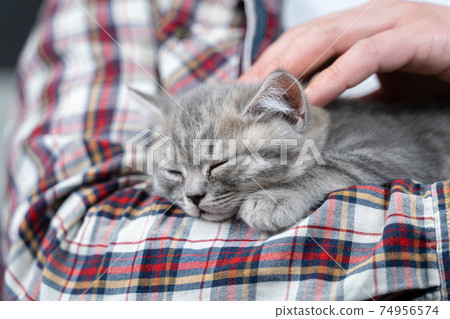 Scottish straight-eared gray kitten sleeps in arms of owner of house. Thoroughbred cute little British cat falls asleep in hands of young man. Man and pet theme. Male petting sleeping kitten 74956574