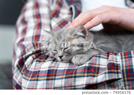 Pets love theme. Man gently protects sleep of kitten breed British prime-eared holding in arms and stroking at home. Lovely relationship between human and pet. Scottish straight gray kitten sleep 74956576