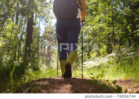 Woman using special trekking sticks walking in the forest. 74956744