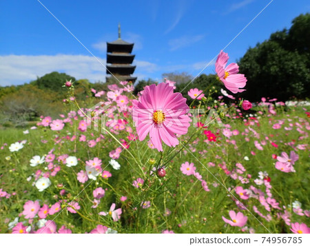 Cosmos and five-storied pagoda Cosmos and five-storied pagoda 74956785