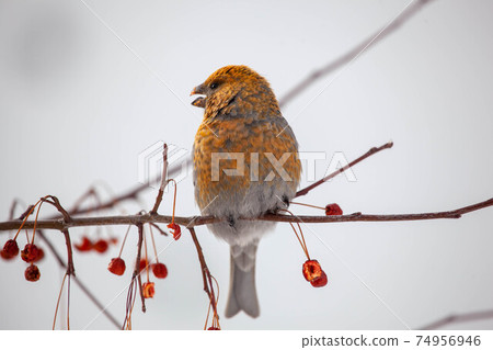 Pine grosbeak, Pinicola enucleator, female bird feeding on berries 74956946