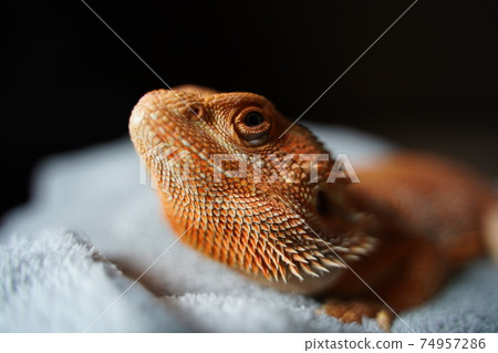 Macro photograph of a young bearded dragon 74957286