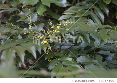 Oregon Grape, which blooms in early spring Oregon Grape, which blooms in early spring 74957399
